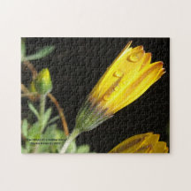 Dew Drops em uma margarida amarela - Quebra-cabeça