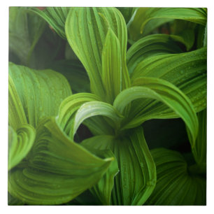 Dewdrops em um Helabore falso