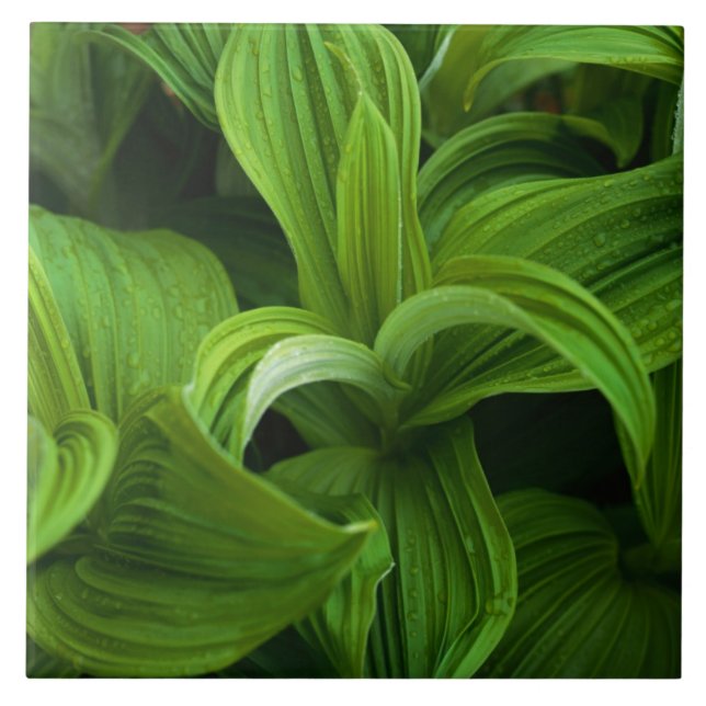 Dewdrops em um Helabore falso (Frente)