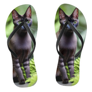 Dexter O Gato Siames Preto, Chinelos