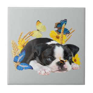 Dia da Brincadeira de Boston Terrier