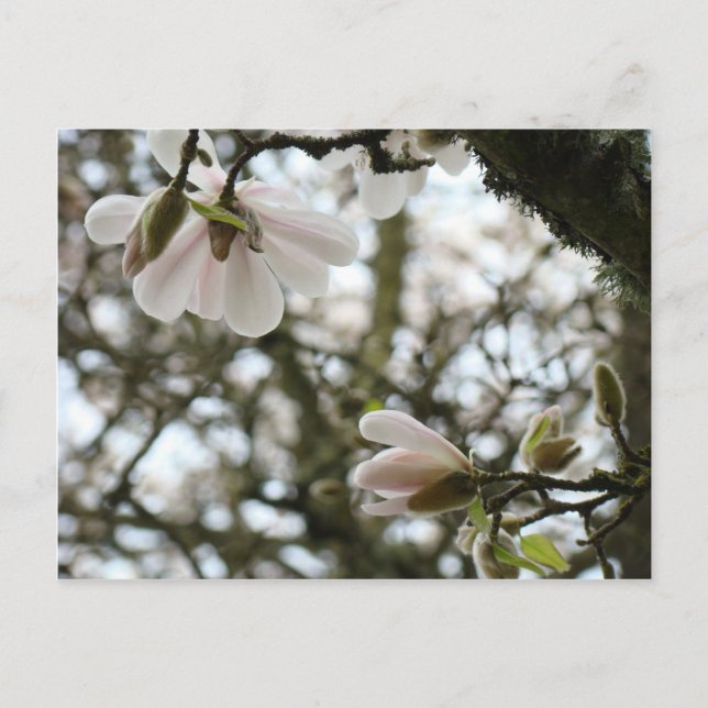 DIA DAS MÃES Floresce 20 Cartões de Presente Mamãe (Frente)