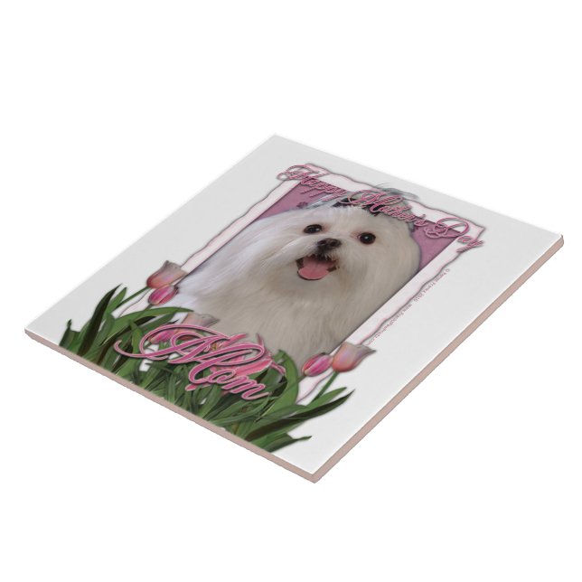 Dia das mães - tulipas cor-de-rosa - maltês (Lateral)