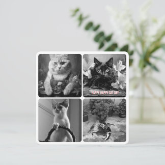 dia do gato preto branco