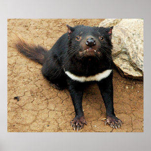 Diabo tasmaniano que levanta para o poster da foto