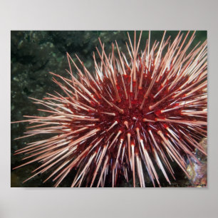 Diabrete de Mar Vermelho gigante - impressão das