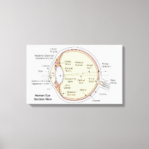 Diagrama Anatômico da Bola Ocular canvas