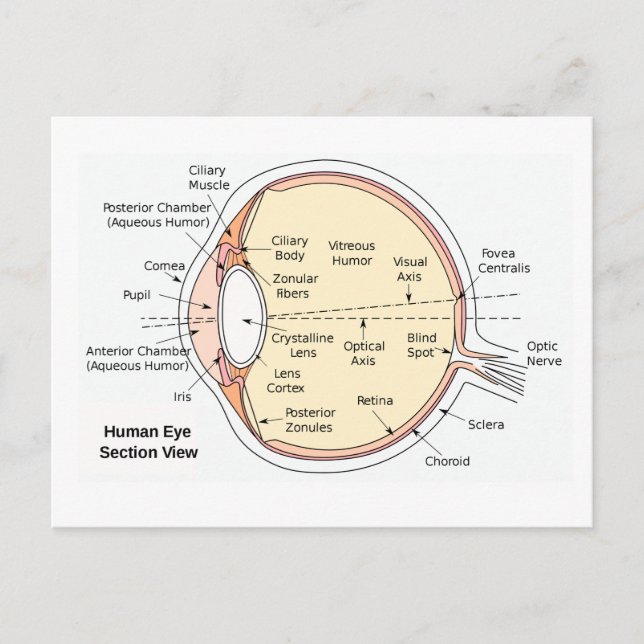 Diagrama Anatômico da Bola Ocular do Cartão Postal (Frente)