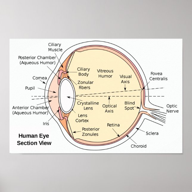 Diagrama Anatômico da Bola Ocular poster (Frente)