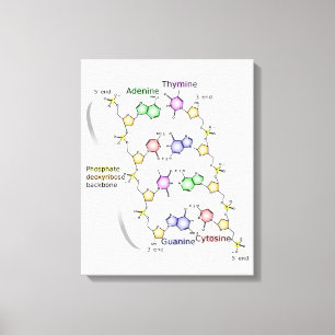 Diagrama das canvas da estrutura química do ADN