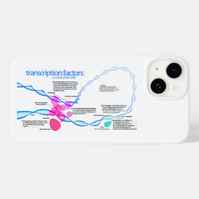 Diagrama de Fatores de Transcrição de Genes de Cél (Verso (horizontal))