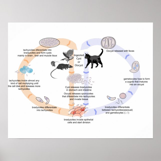 Diagrama de Poster ciclo de vida de Toxoplasma gon (Frente)