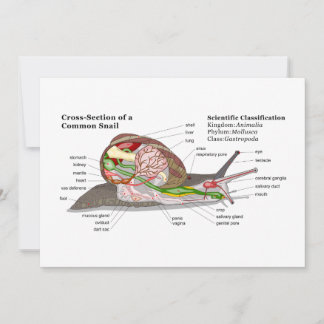 Diagrama de um Caracol do Jardim Comum (Helix aspe