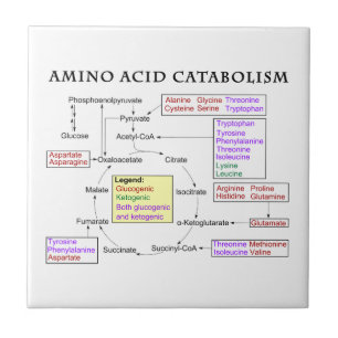 Diagrama do catabolismo do ácido aminado