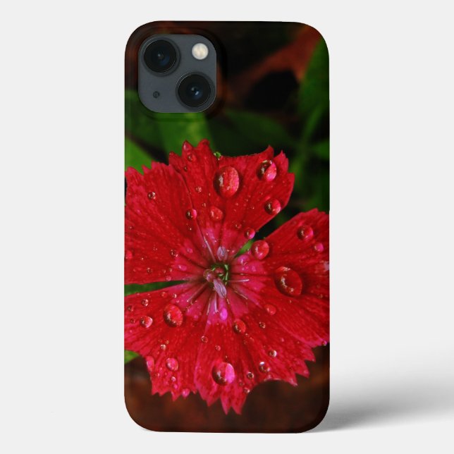 Dianthus Vermelho Com Gotículas de Chuva (Verso)