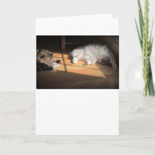 Dias Lentos, cartão