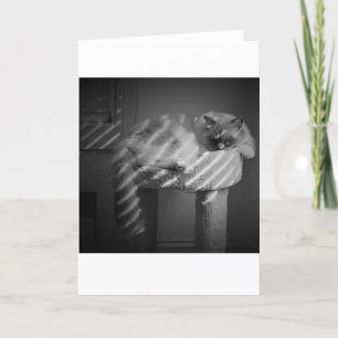 Dias Lentos, cartão