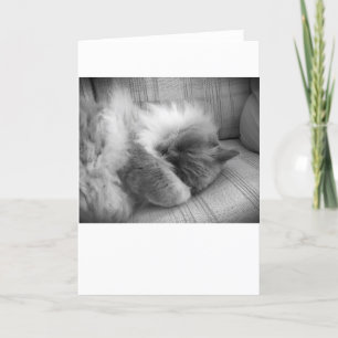 Dias Lentos, cartão