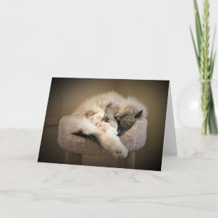 Dias Lentos, cartão