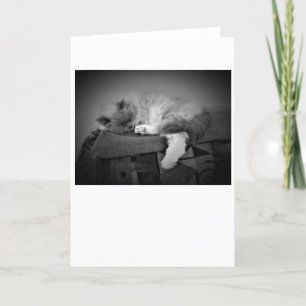 Dias Lentos, cartão