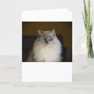 Dias Lentos, cartão