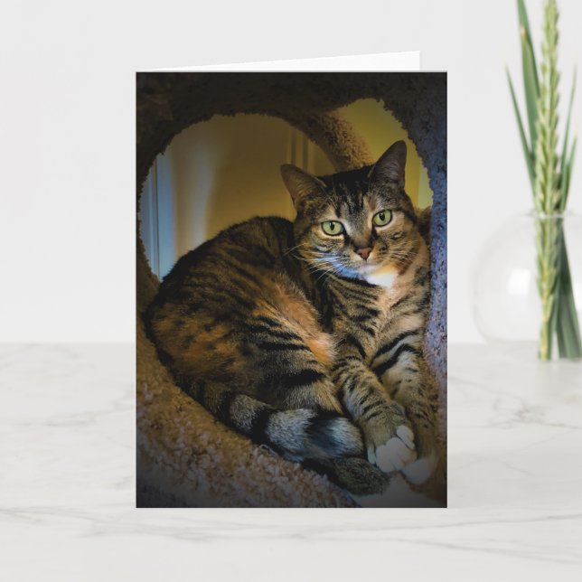 Dias Lentos, cartão (Frente)