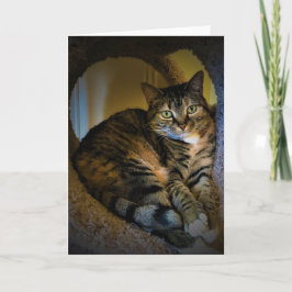 Dias Lentos, cartão