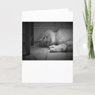 Dias Lentos, cartão