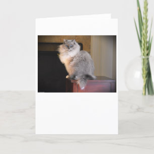 Dias Lentos, cartão