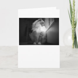 Dias Lentos, cartão