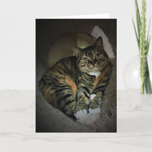 Dias Lentos, cartão