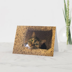 Dias Lentos, cartão