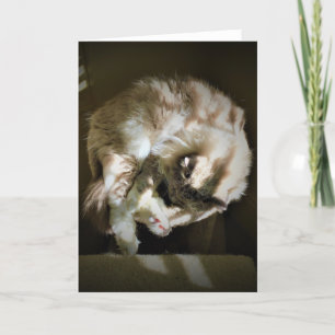 Dias Lentos, cartão