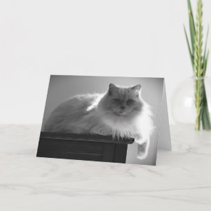 Dias Lentos, cartão