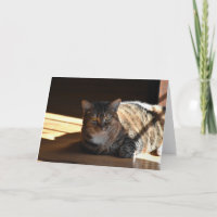 Dias Lentos, cartão