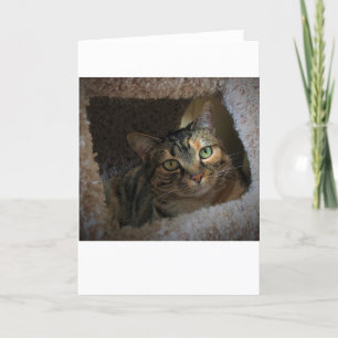 Dias Lentos, cartão