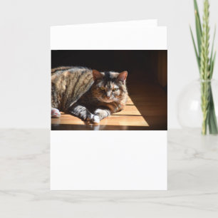 Dias Lentos, cartão