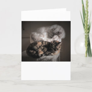 Dias Lentos, cartão