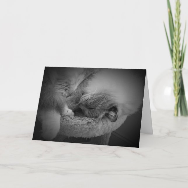 Dias Lentos, cartão (Frente)