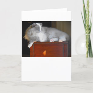 Dias Lentos, cartão