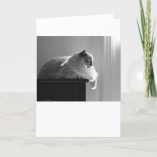 Dias Lentos, cartão