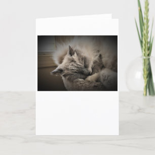 Dias Lentos, cartão