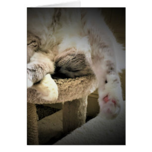 Dias Lentos, cartão