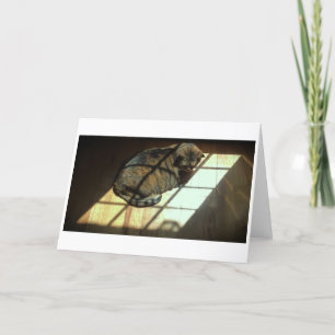 Dias Lentos, cartão