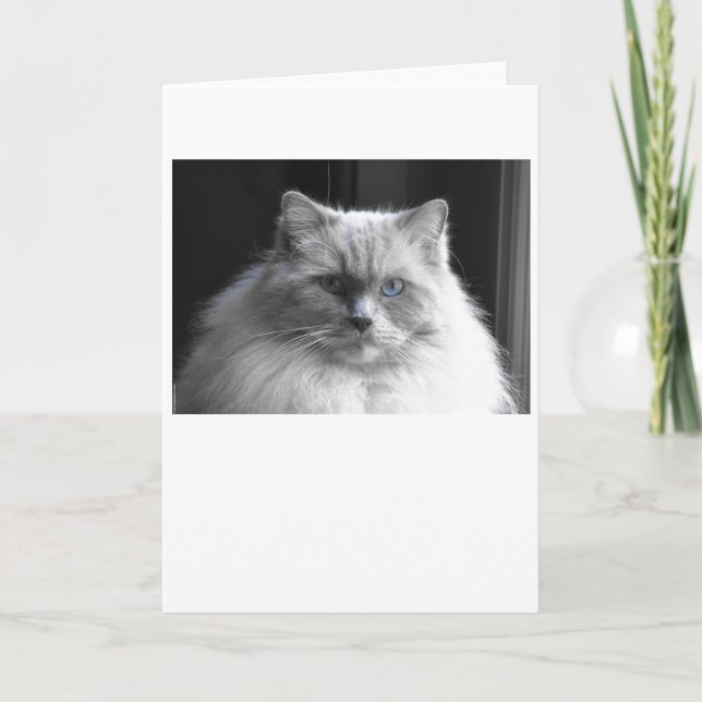 Dias Lentos, cartão (Frente)