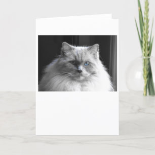 Dias Lentos, cartão