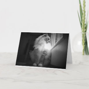 Dias Lentos, cartão