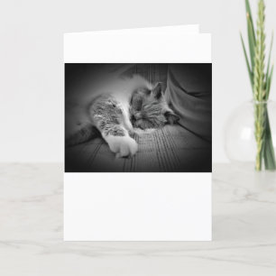 Dias Lentos, cartão