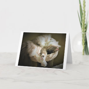 Dias Lentos, cartão