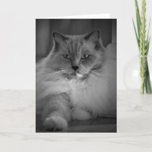 Dias Lentos, cartão